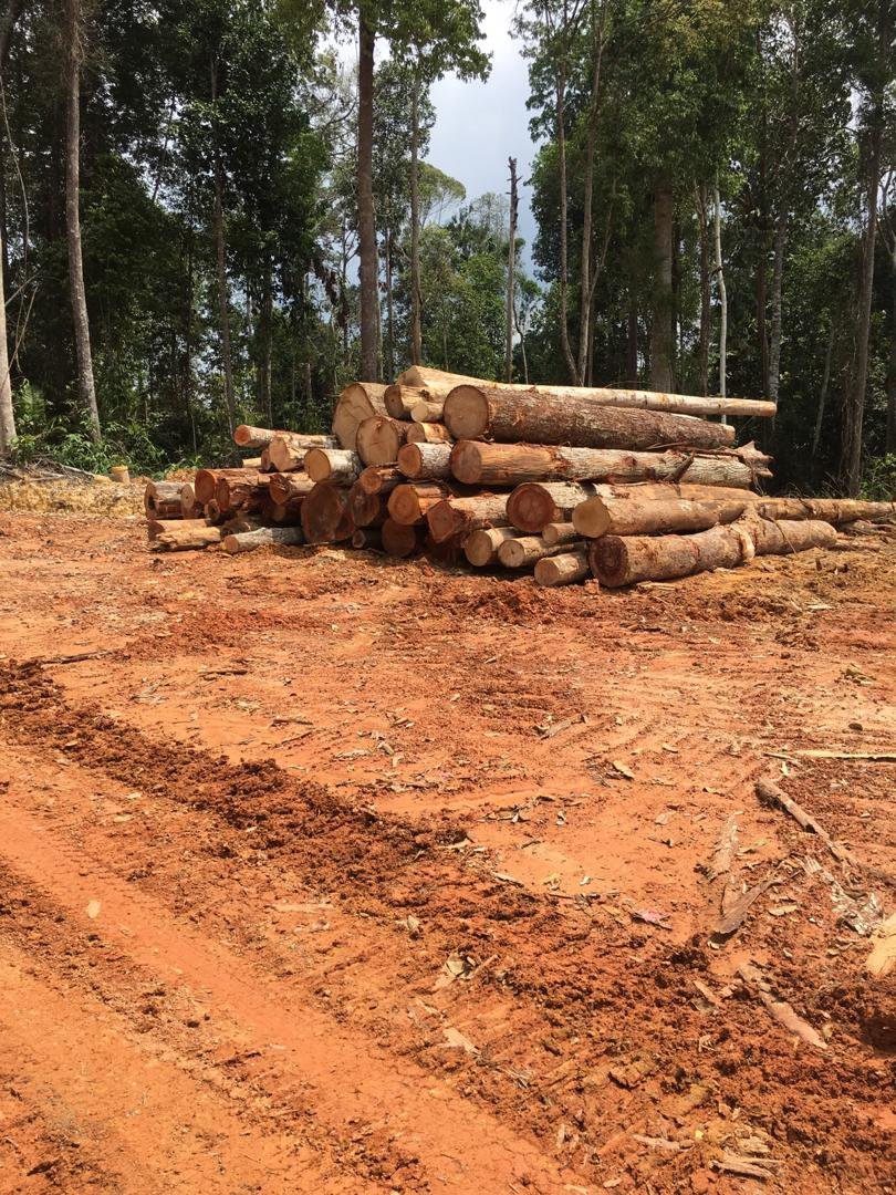 Timber Logging